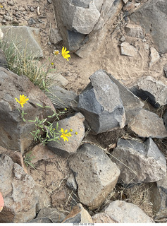 Northgate Peaks trail - vista view - flowers