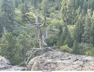 Northgate Peaks trail - tree