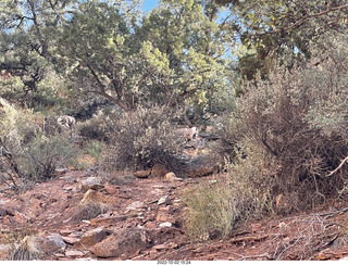 Zion National Park - big horn sheep