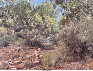 Zion National Park - big horn sheep