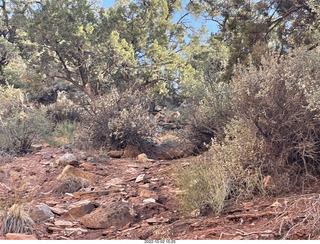 Zion National Park - big horn sheep