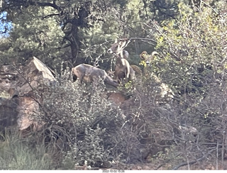 Zion National Park - big horn sheep