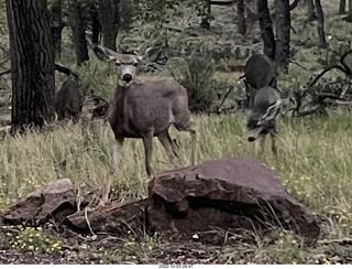 Zion National Park - mule deer