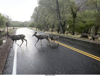 Zion National Park - mule deer crossing the road