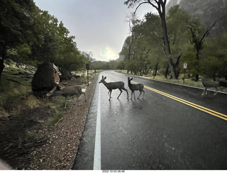 Zion National Park - mule deer