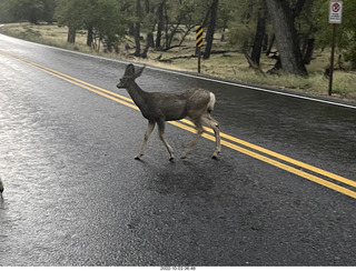 Zion National Park - mule deer