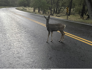 Zion National Park - mule deer