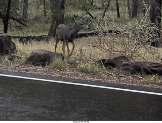 Zion National Park - mule deer