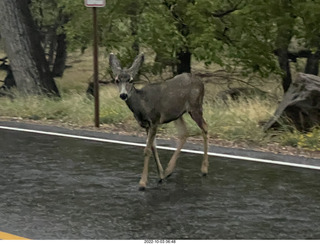 Zion National Park - mule deer