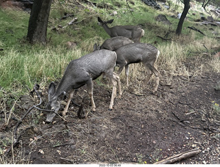 Zion National Park - mule deer