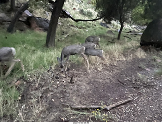 Zion National Park - mule deer