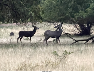 Zion National Park - mule deer