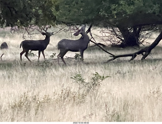 Zion National Park - mule deer