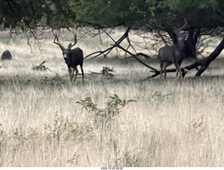 Zion National Park - mule deer