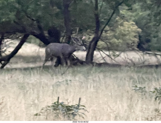 Zion National Park - mule deer