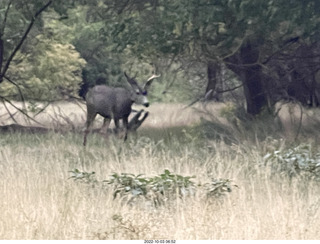 Zion National Park - mule deer