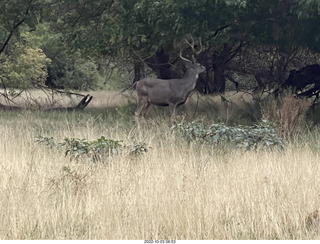 Zion National Park - mule deer