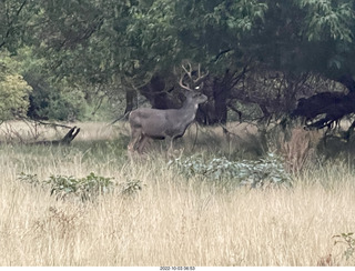 Zion National Park - mule deer with antlers