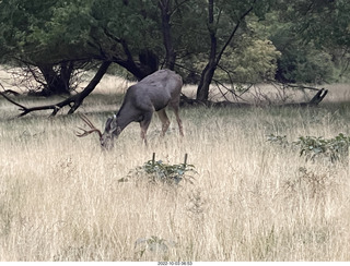 Zion National Park - mule deer with antlers