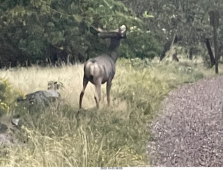 Zion National Park - mule deer