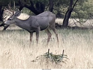 Zion National Park - mule deer