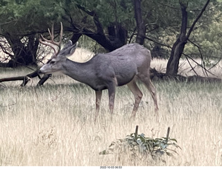 Zion National Park - mule deer