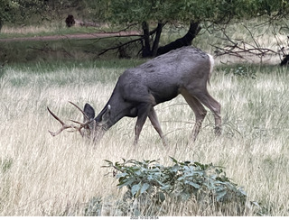 Zion National Park - mule deer with antlers