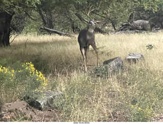 Zion National Park - mule deer