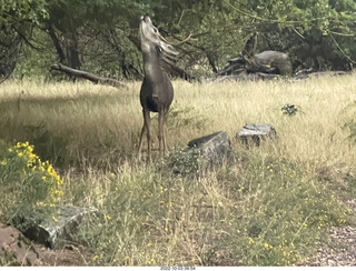 Zion National Park - mule deer with antlers