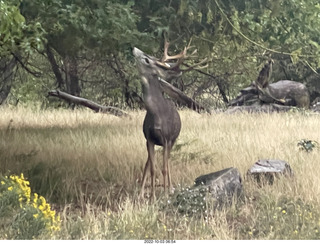 Zion National Park - mule deer with antlers