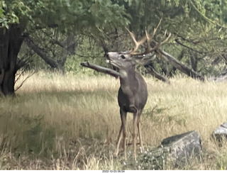 Zion National Park - mule deer with antlers