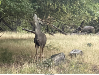 Zion National Park - mule deer with antlersZion National Park - mule deer with antlers