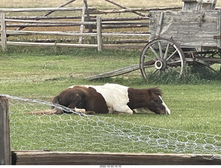 restaurant stop on road to Mt. Carmel - small horse