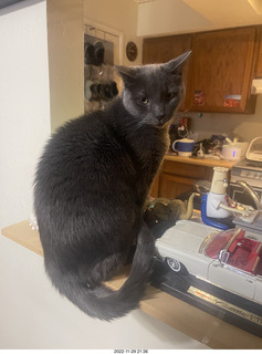 my cat Devin on the printer with roofer Misha's shadow