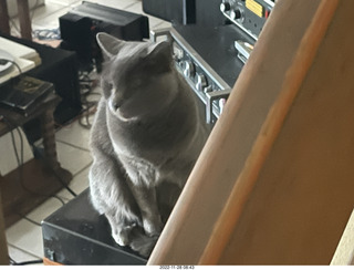 my cat Jane on my turntable