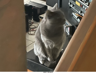 my cat Jane on my Linn turntable