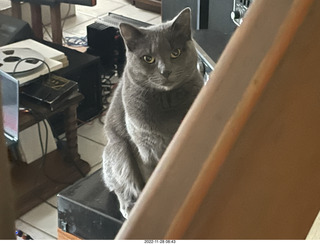 my cat Jane on my Linn turntable