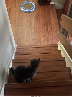 my cat Devin or Jane on the stairs