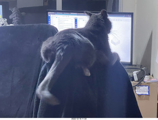my cat Jane atop my chair