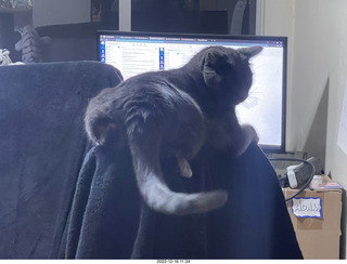 my cat Jane atop my chair