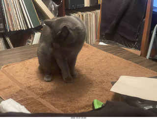 my cat Jane on my turntable