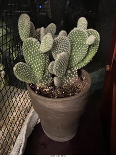 Happy  Birthday to me! Lovely small cactus plant