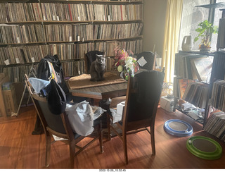 my cat Jane on my middle-room table with floral arrangement
