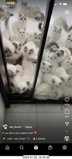 Instagram - lots of white cats