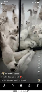 Instagram - lots of white cats