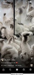 Instagram - lots of white cats