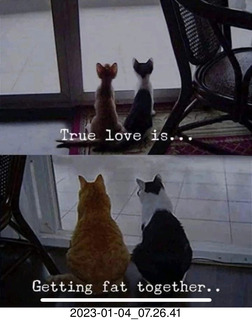 Facebook - true love is getting fat together - cats