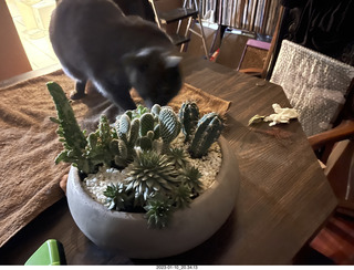 my cat Jane explores the cactus arrangement