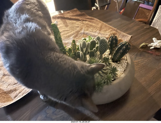 my cat Jane on my middle-room table with floral arrangement