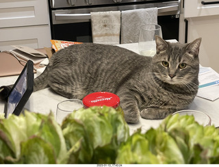 green flowers and cat Potato